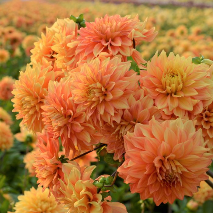 Dahlia Neon Splendor top quality dahlia tubers directly from our farm FAM Flower Farm