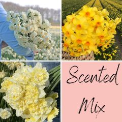 Scented Mix