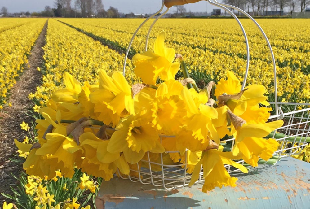 Yellow daffodil