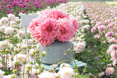 dinnerplate dahlia Islander