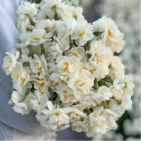 Narcissus Bridal Crown