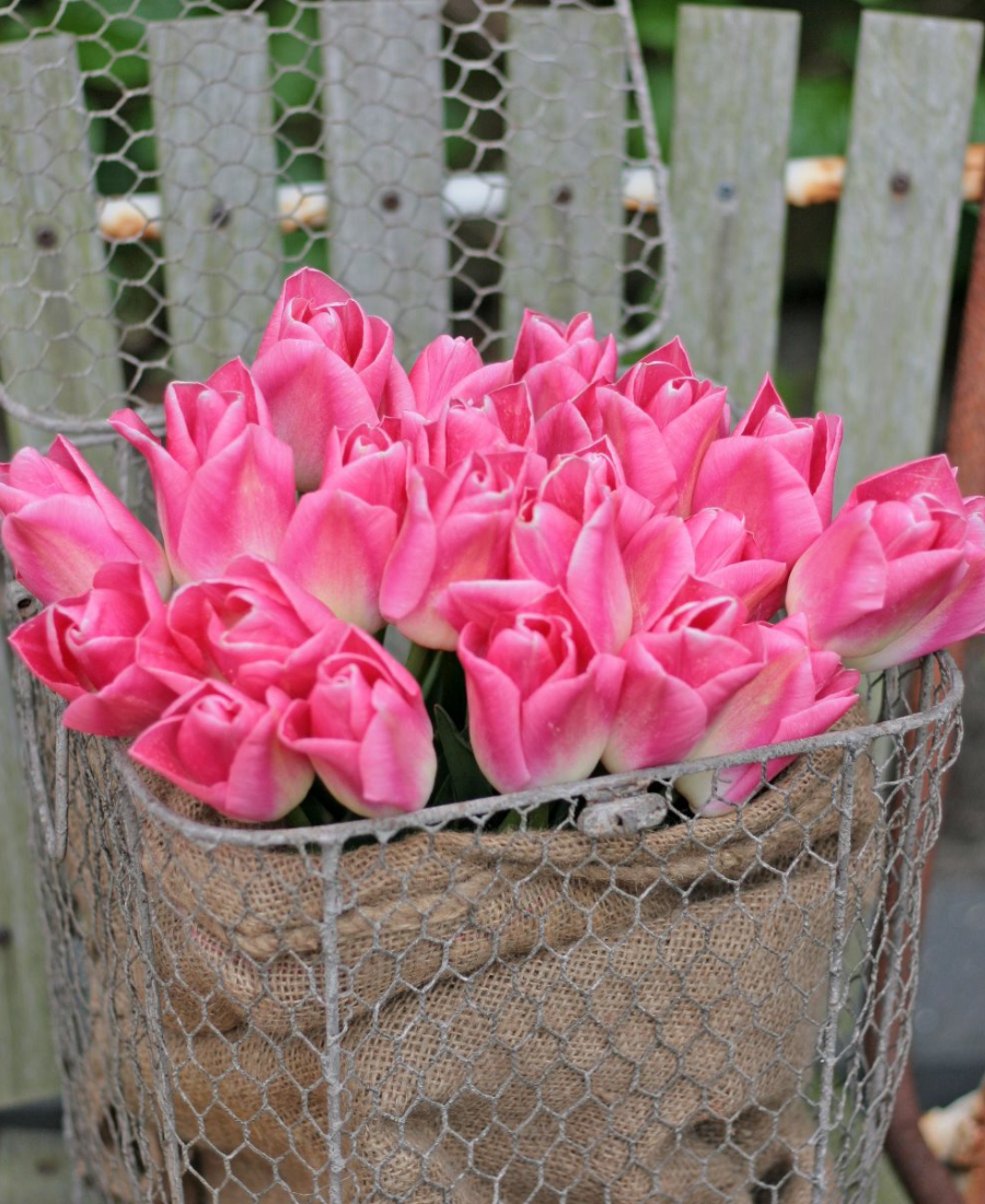 Tulip bulb pink