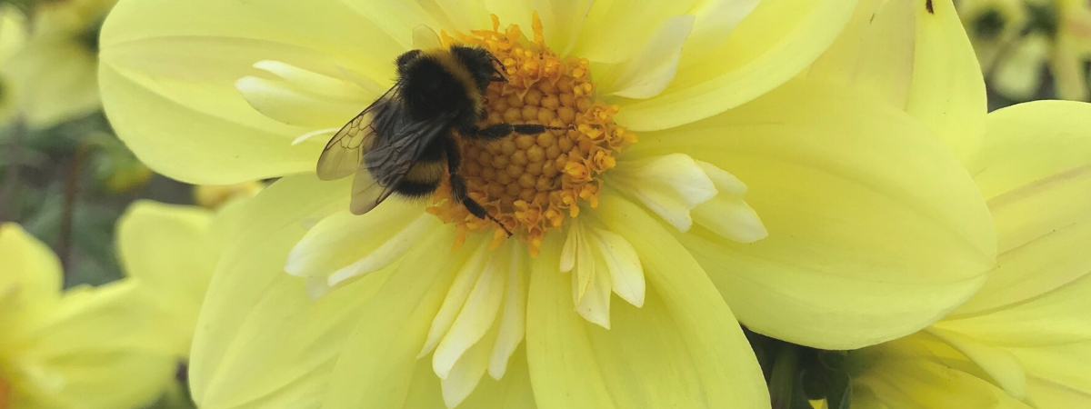 bijen op dahlia's