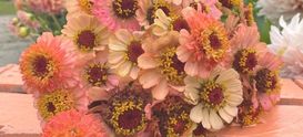 Flower seeds